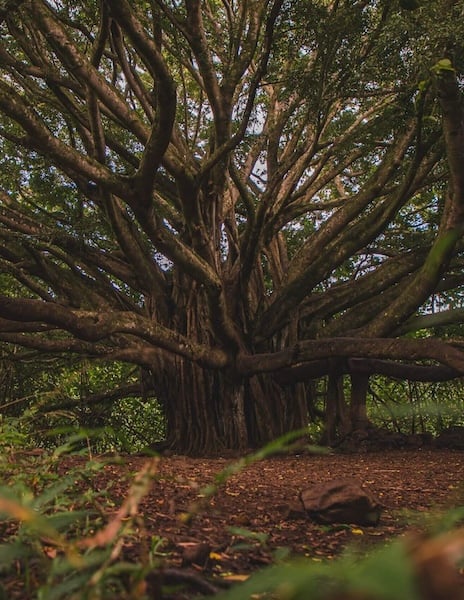 arbre-abondances-1